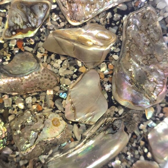 Vintage Abalone Shell Trivet Hot Plate Betty's Shells California Lucite MCM - Picture 4 of 8